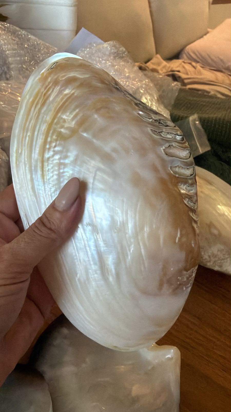 Aparador de Joias Natural | Concha Madre-Pérola de Água Doce